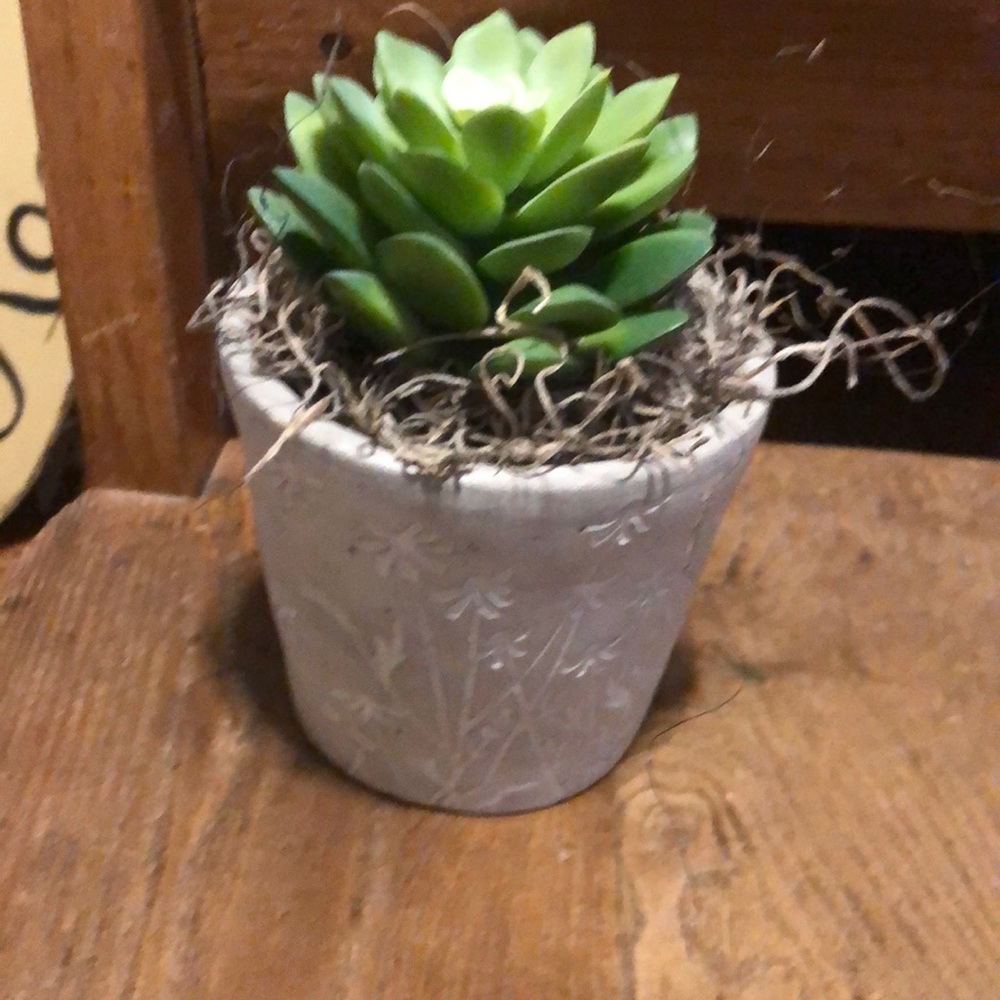 Succulent grey pot